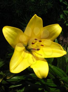 image of beautiful lellow flower of lily