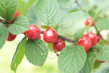 image of branch with red berry of Prunus tomentosa