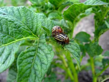 pair of colorado gluttonous bugs sitting on a leaf of a potato