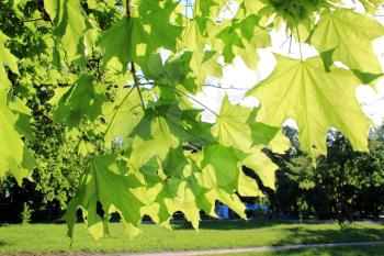 image of green maple's leaves in the park