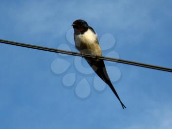image of unique swallow sitting on the wire