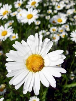 image of beautiful white chamomile in the flower bed