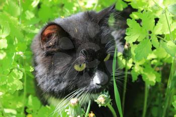 image of black cat with white tie in the bush