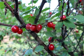 image of red berry of Prunus tomentosa hanging on the branch