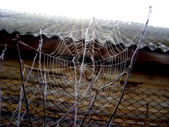 spider's web with dew on the house background