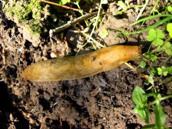 image of slug creeping on the ground