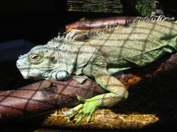 image of green big iguana in zoo