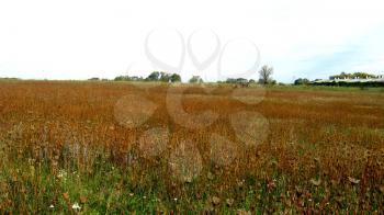 The image of field with a yellow grass