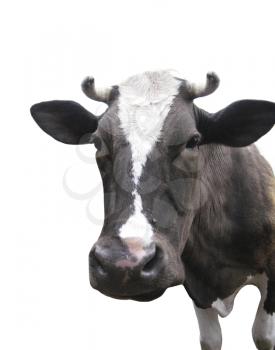 Black-and-white cow isolated on the white background