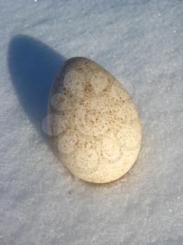 Landscape with egg of turkey on the snow