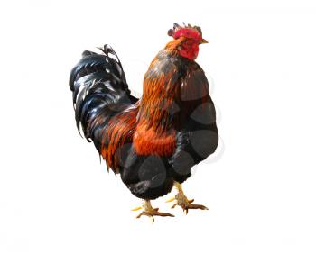 The beautiful motley cock on the white background