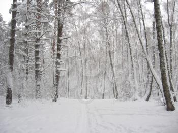 Winter landscape in a wood with birches and snowdrifts