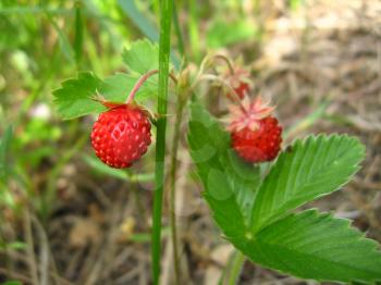 The image of three berries of beautiful wild strawberry