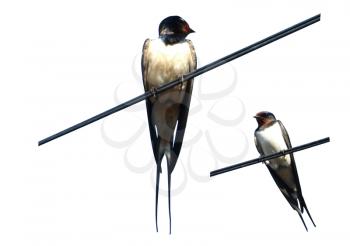 image of nice swallow sitting on the cable