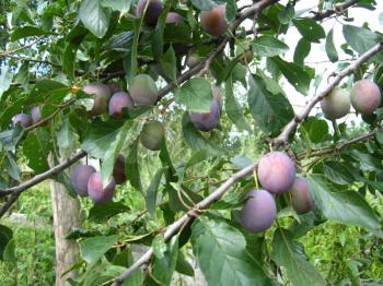 Fruits of plum hanging on tree