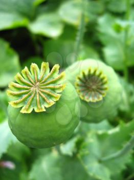 image of the green heads of a poppy