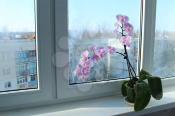 beautiful branch of a blossoming orchid at the window