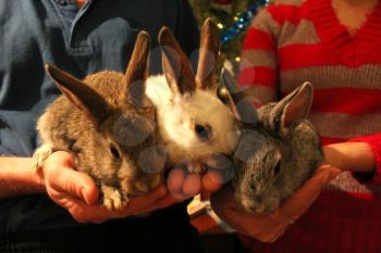 brood of three rabbits in the hands of man and woman