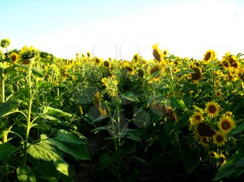 image of the field with beautiful sunflowers
