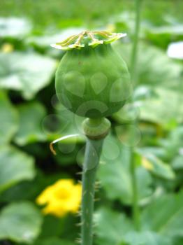 image of the green head of the poppy