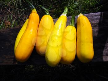 harvest of yellow squashes on the bed