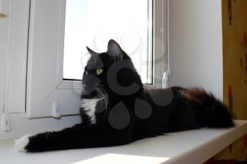 black cat lying on the window-sill