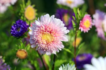 flowers of pink and blue bright beautiful asters
