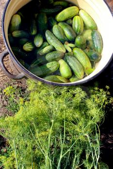 many ripe cucumbers and fennel are prepared for preservation