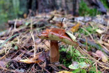 nice mushroom of Suillus in the forest