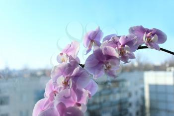 image of beautiful branch of a blossoming orchid