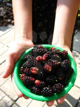 image of ripe dark berries of mulberry on a plate