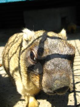The image of amusing muzzle steppe marmot