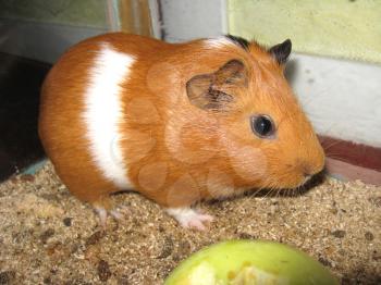 the image of little beautiful brown guinea-pig