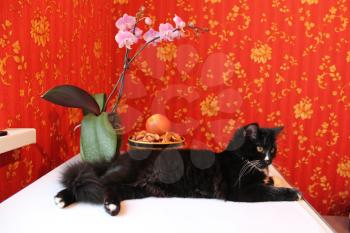 Black cat lying on the background of red wallpaper