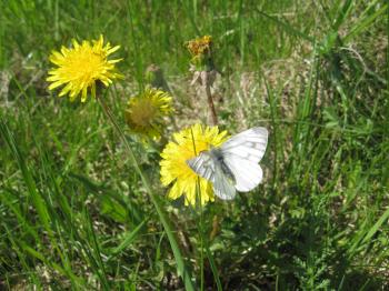 image of cabbage white butterfly sitting on the dandelion