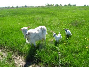 Goat and two kids on the green pasture