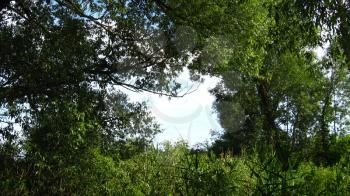 Fragment of the blue sky among branches of trees