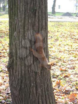 image of squirrel climbing down on the tree