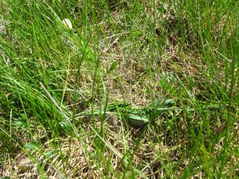 The green small lizard hidden in green grass