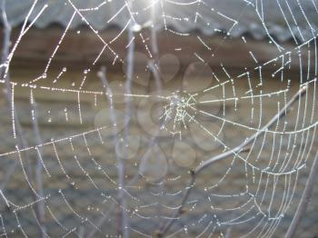 image of spider's web with morning dew
