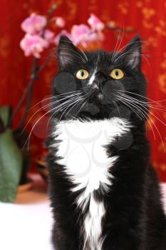 image of portrait of black cat with white chest