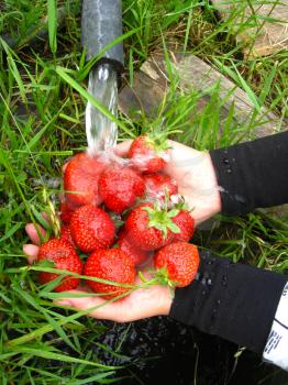 the process of washing of the fresh  strawberry
