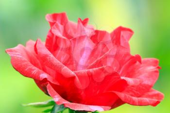 beautiful and tender red rose on the green
