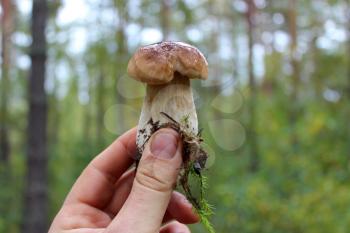 beautiful and little caught in the forest cep in the hand