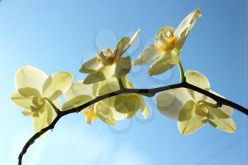 beautiful branch of a blossoming yellow orchid on the background of sky