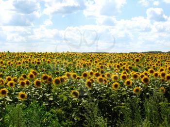 Field with beautiful sunflowers on the blue sky background