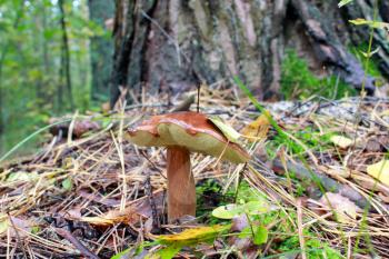 nice mushroom of Suillus under the tree in the forest