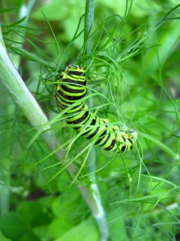 image of caterpillar of the butterfly  machaon on the fennel,