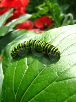 image of caterpillar of the butterfly  machaon on green leaf