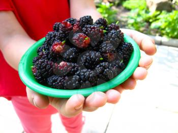 image of ripe dark berries of mulberry on a plate in the hands